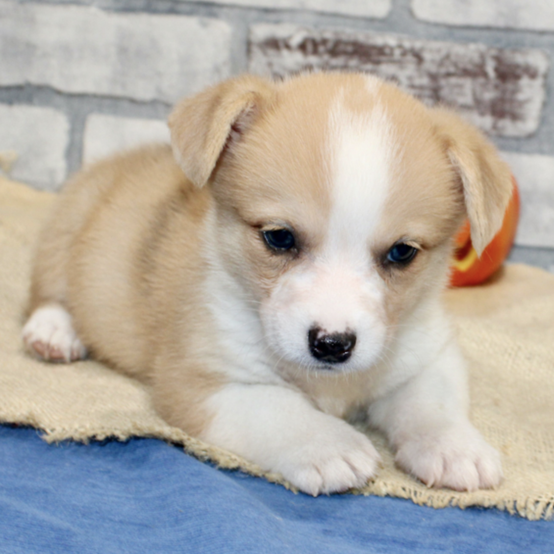 comprar cachorros sanos, baratos y asequibles para la venta